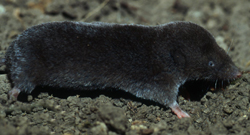 shrew