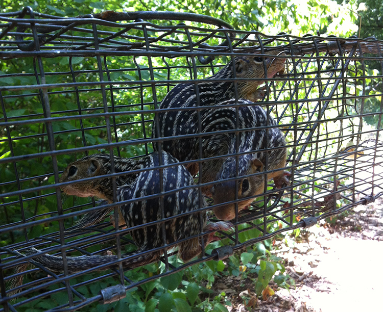 13-lined Ground Squirreld removed by Suburban Wildlife Control