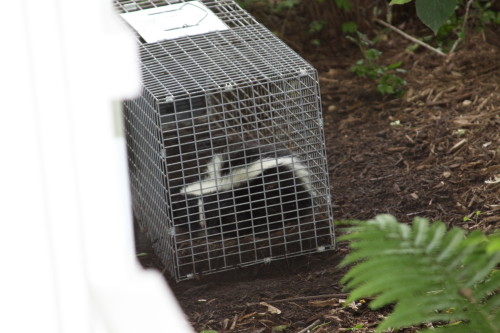 remove skunks by suburban wildlife control