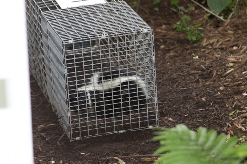 skunk capture and removal by suburban wildlife control