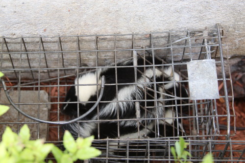 skunk in a garage by suburban wildlife control