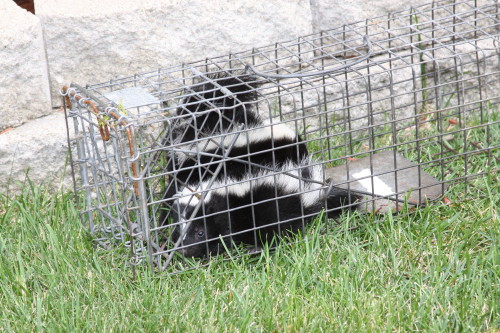 skunk trapped in garage by suburban wildlife control