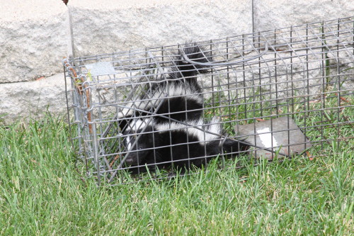 skunk in house by suburban wildlife control