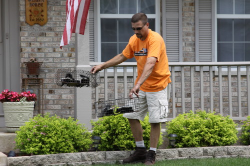 skunk removal by suburban wildlife control