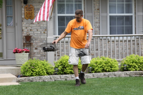 skunk removal by suburban wildlife control