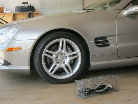 skunk trapped in garage by suburban wildlife control