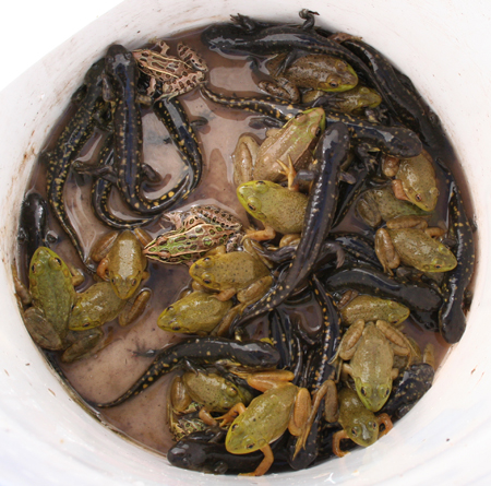bucketful of amphibians caught by Subruban Wildlife Control