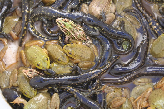 amphibians taken out of a window well by Suburban Wildlife Control