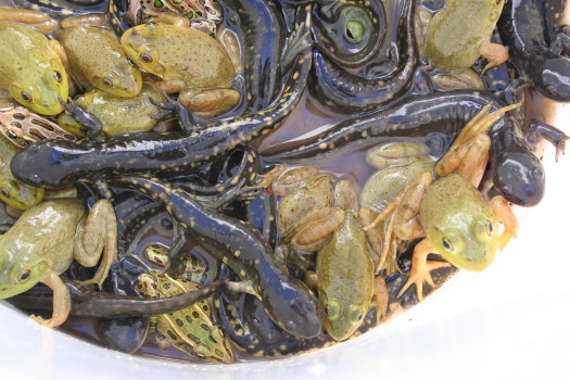 amphibians taken out of a window well by Suburban Wildlife Control