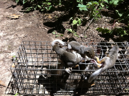 Squirrel captured by Suburban Wildlife Control