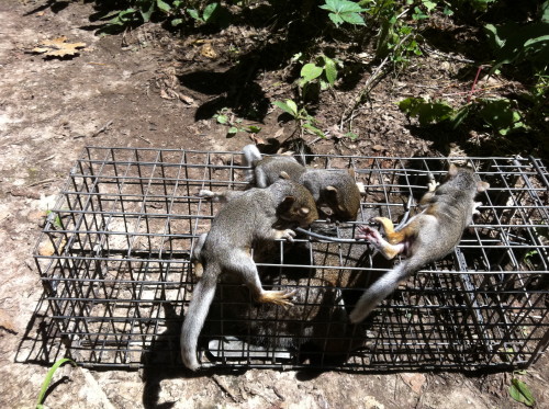 Squirrel captured by Suburban Wildlife Control