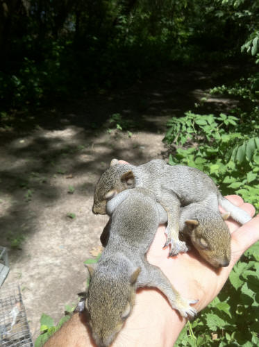 Squirrel captured by Suburban Wildlife Control