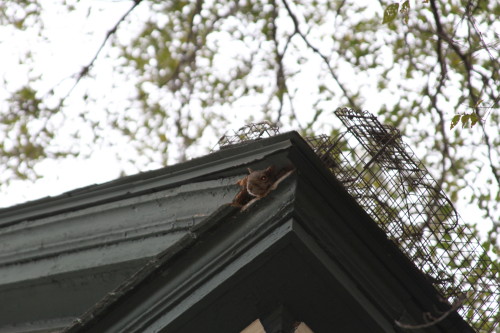 Squirrel captured by Suburban Wildlife Control