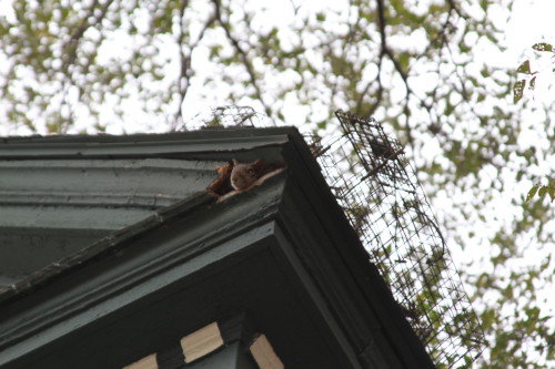 Squirrel captured by Suburban Wildlife Control