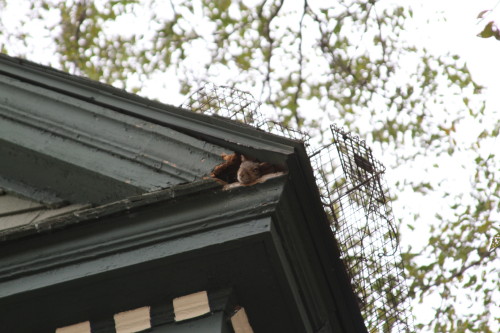 Squirrel captured by Suburban Wildlife Control