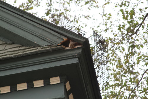 Squirrel captured by Suburban Wildlife Control