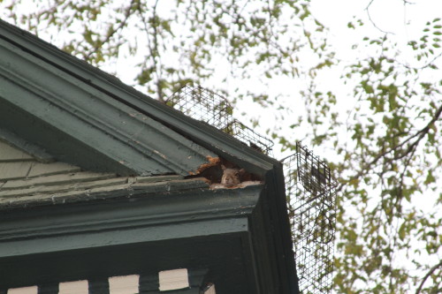 Squirrel captured by Suburban Wildlife Control