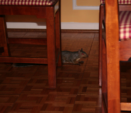 squirrel running through house