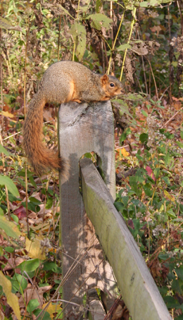 Squirrel captured by Suburban Wildlife Control