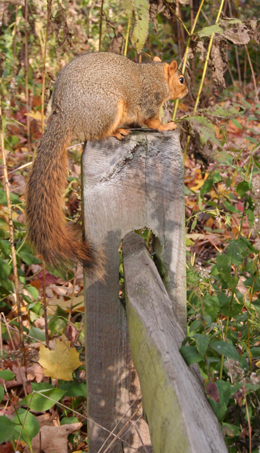 Squirrel captured by Suburban Wildlife Control