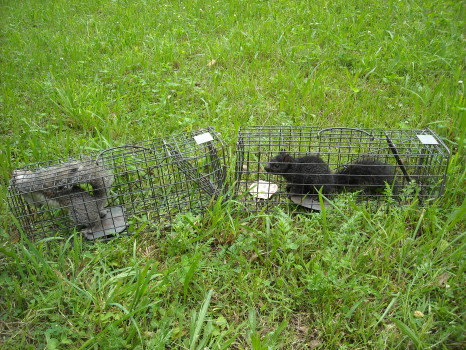 Squirrel captured by Suburban Wildlife Control