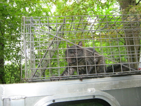 Squirrel captured by Suburban Wildlife Control