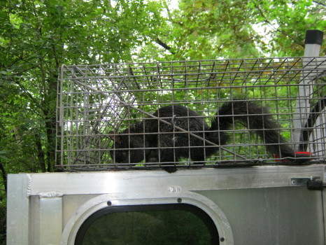 Squirrel captured by Suburban Wildlife Control