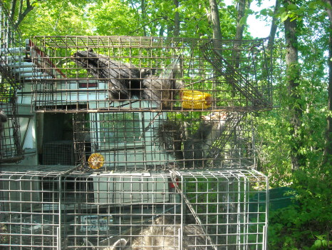 Squirrel captured by Suburban Wildlife Control