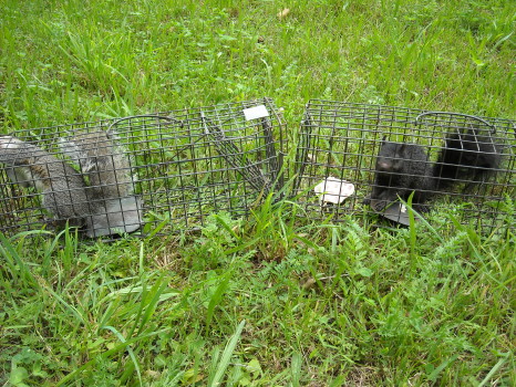 Squirrel captured by Suburban Wildlife Control