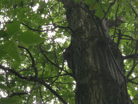 Squirrel captured by Suburban Wildlife Control