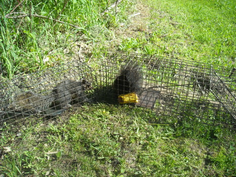 Squirrel captured by Suburban Wildlife Control