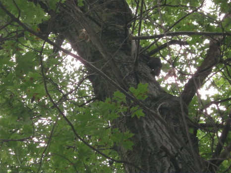 Squirrel captured by Suburban Wildlife Control