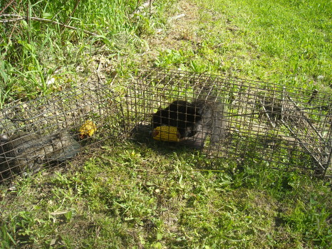 Squirrel captured by Suburban Wildlife Control