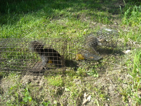 Squirrel captured by Suburban Wildlife Control