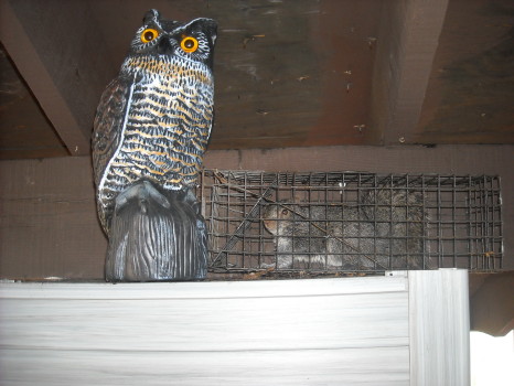 Squirrel captured by Suburban Wildlife Control