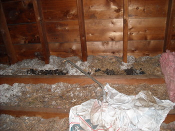 raccoons destroyed this attic