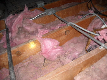 more damaged insulation from raccoons