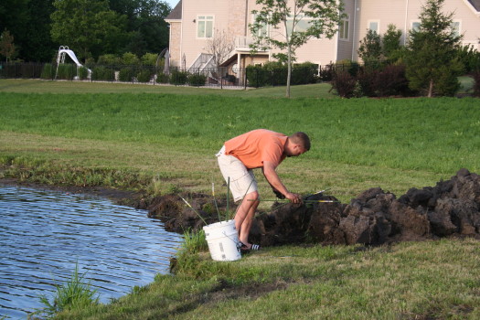 Muskrat Photo Gallery 3 by Suburban Wildlife Control