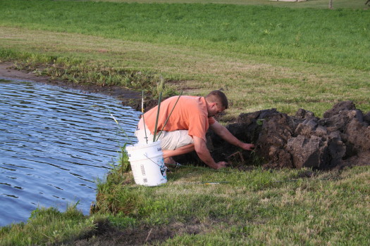 Muskrat Photo Gallery 3 by Suburban Wildlife Control